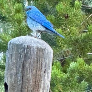 Is the Mountain Bluebird a Perching Bird