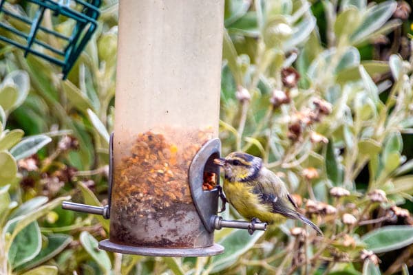 Is Wet Bird Seed Bad for Birds