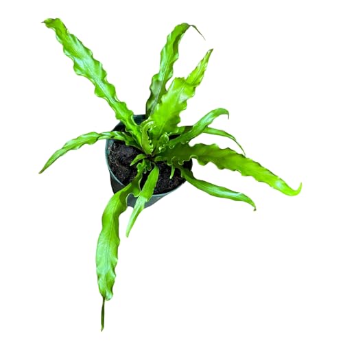 Japanese Bird Nest Fern