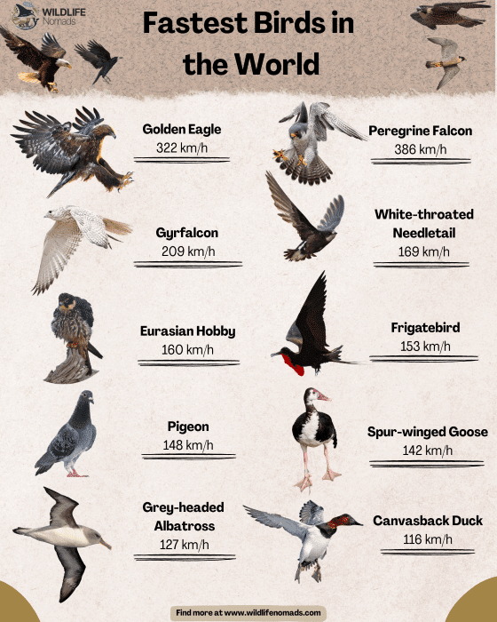 List of Birds in the World