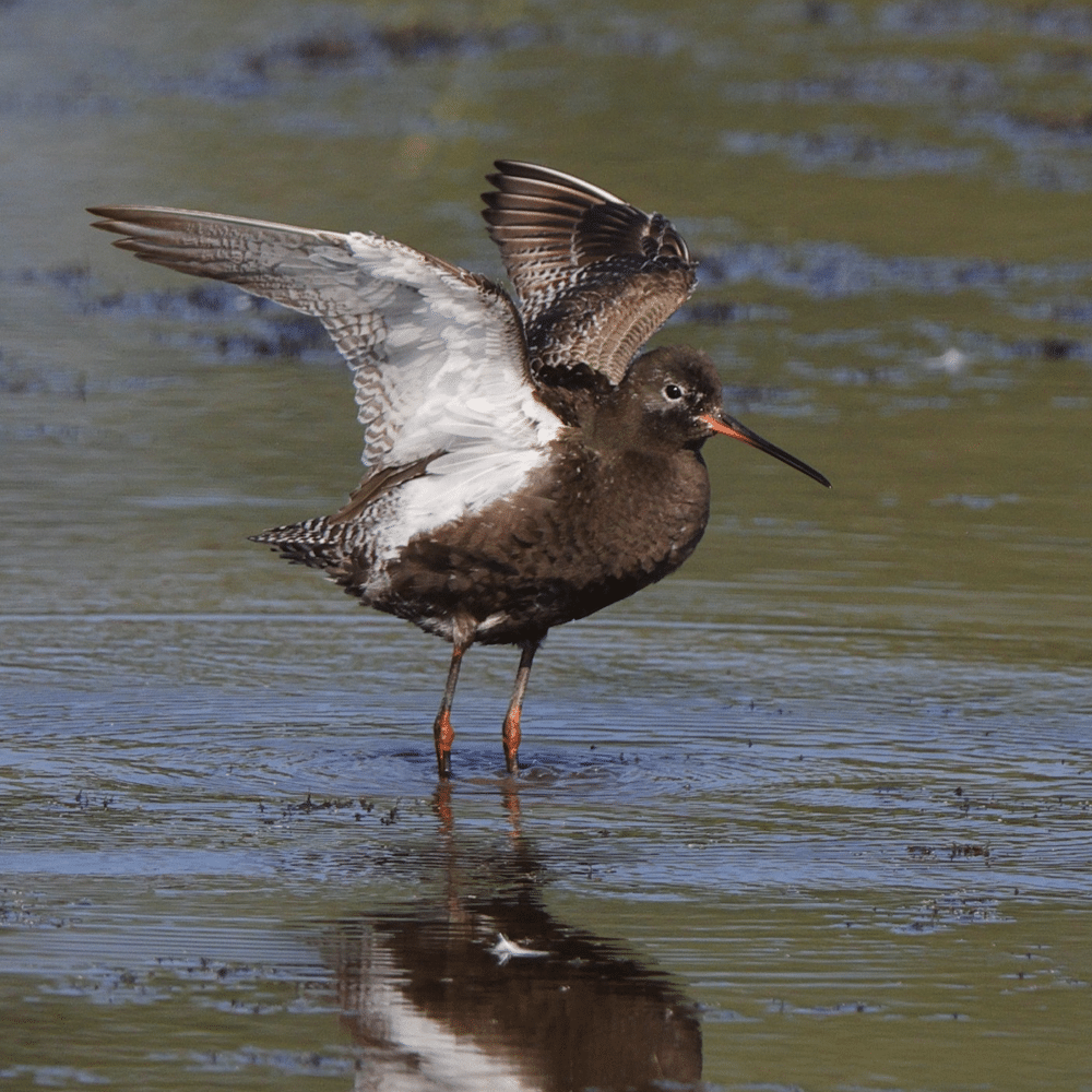 Maine Rare Bird Alert