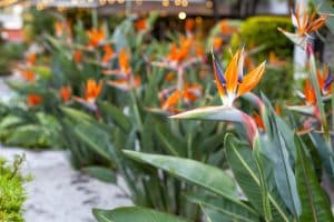 Mexican Bird of Paradise Plant Care