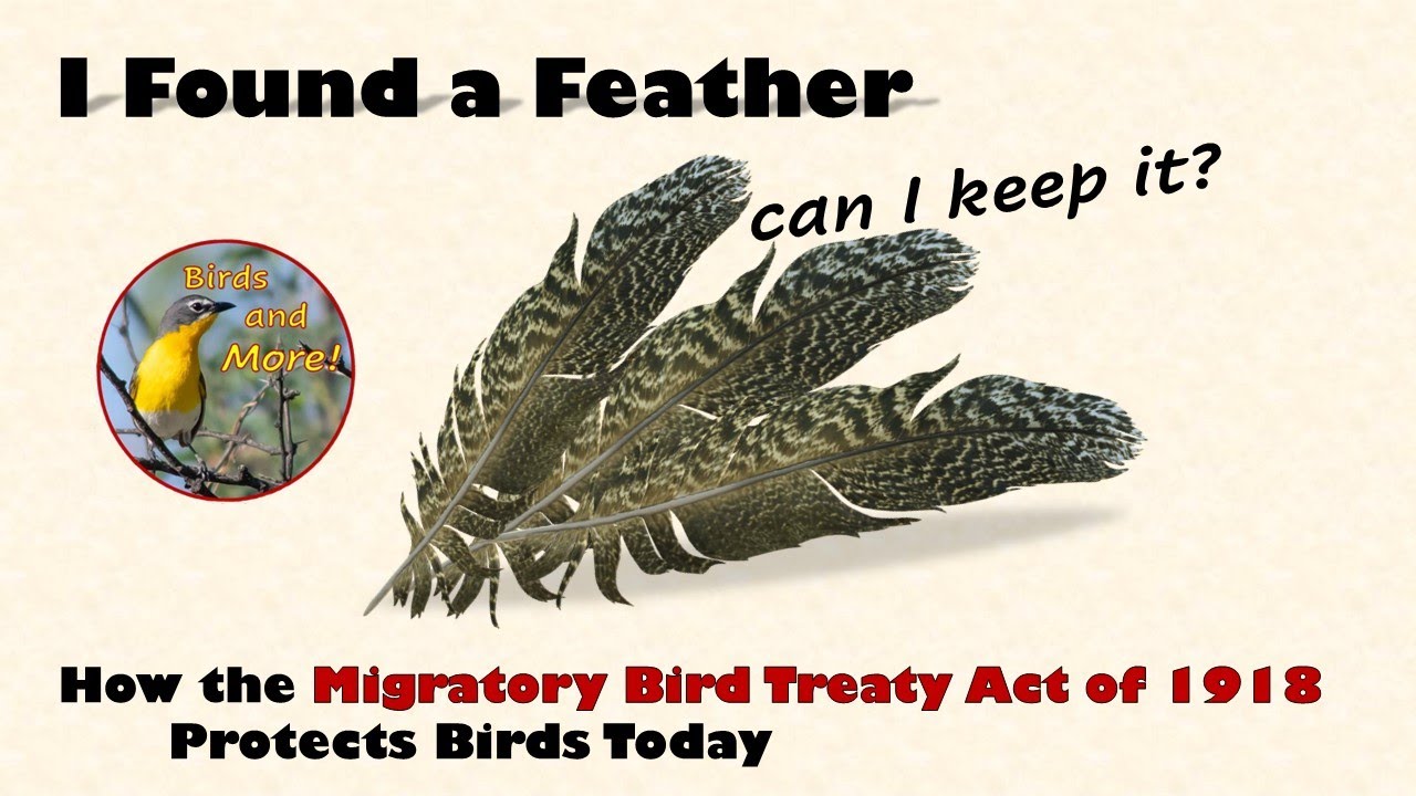 Migratory Bird Treaty