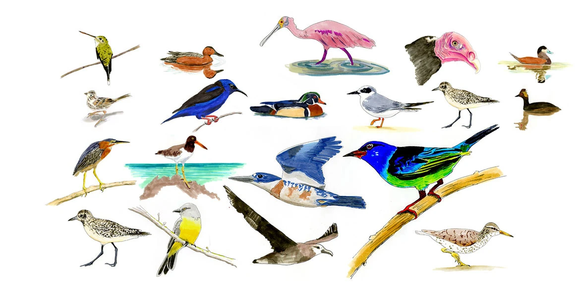 Most Populated Bird Species in Usa List