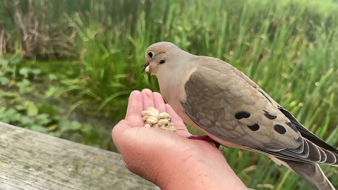Mourning Dove Bird Call