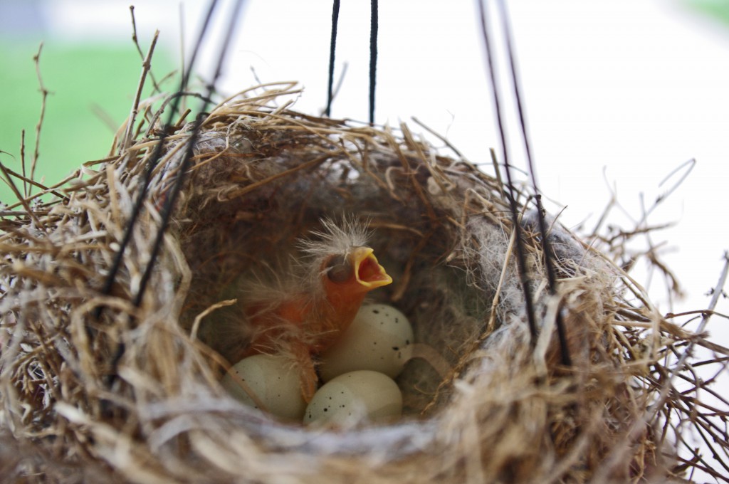 Nest Success And Habitat