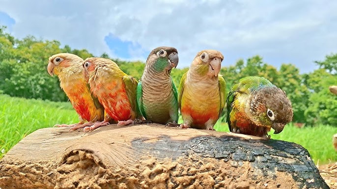 Parrot Sound