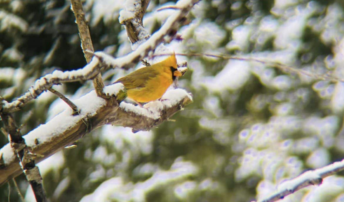 Rare Michigan Birds