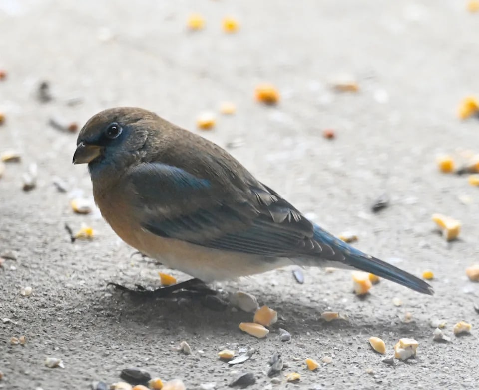 Rare Ohio Birds