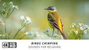 Recorded Sounds to Attract Birds