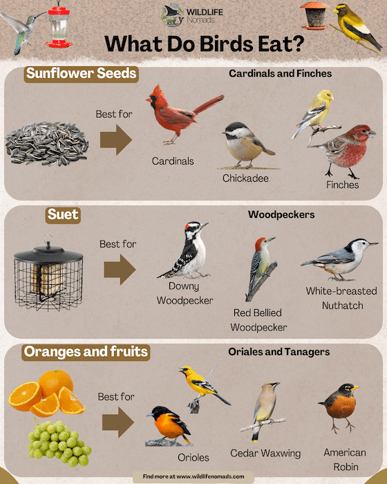 Safe Foods to Attract Birds