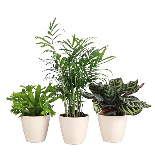 Safe Plants for Pet Birds