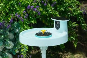 Scents That Attract Birds