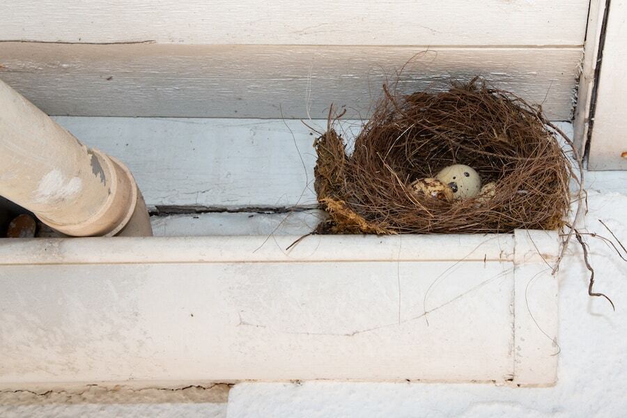 Should Outside Bird House Be Disinfected