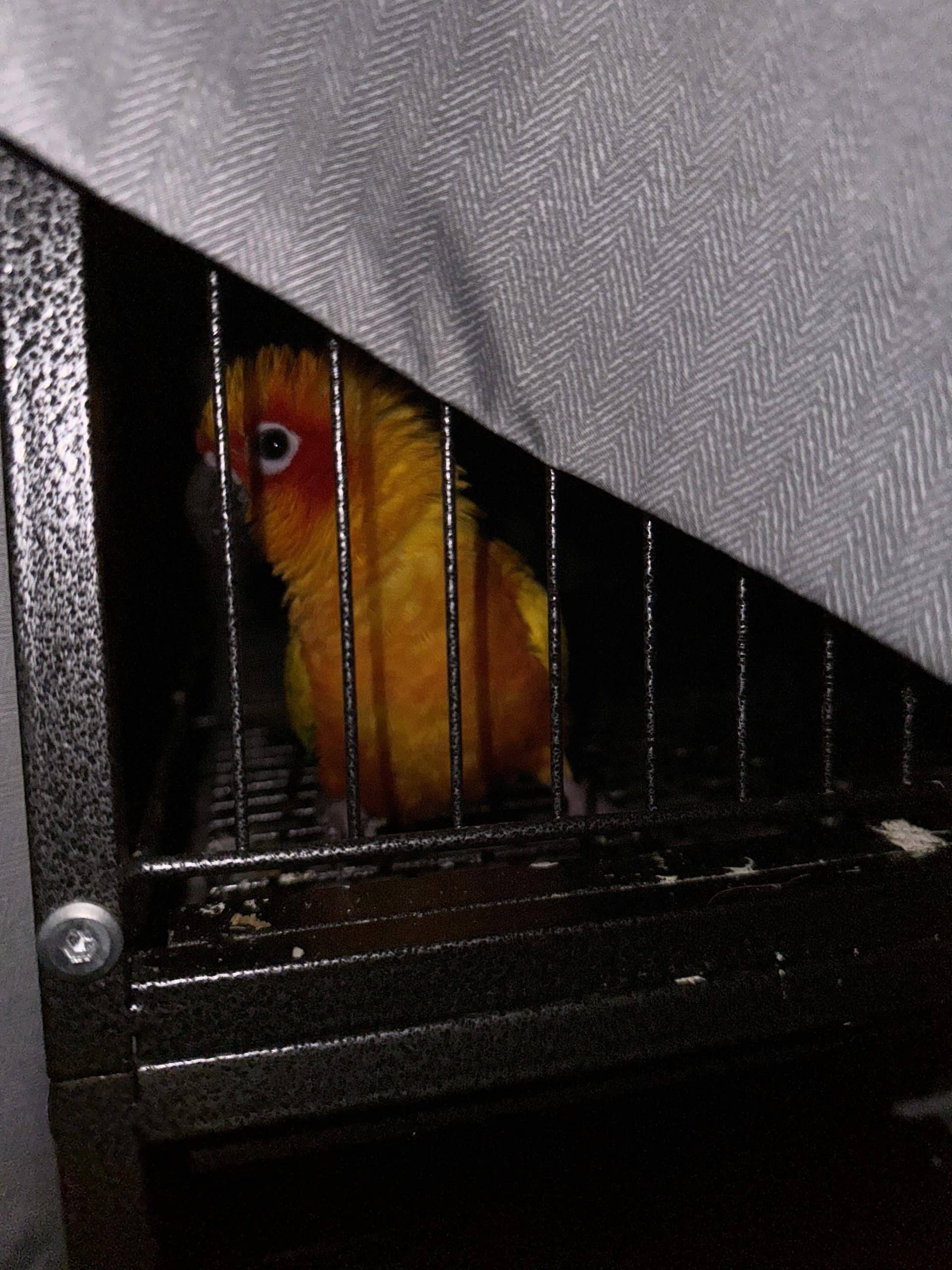 Should You Cover Bird Cage at Night