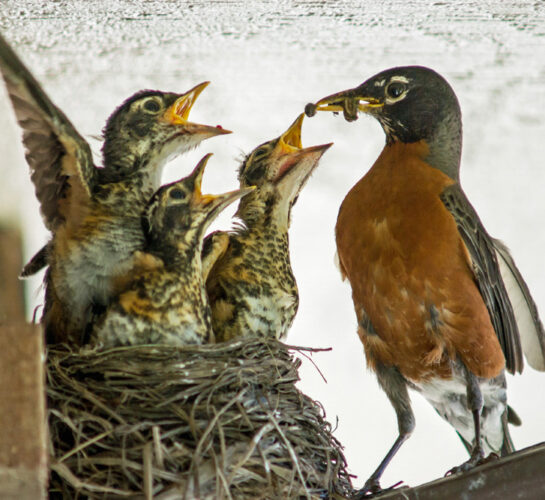 Shrub Nesting Birds