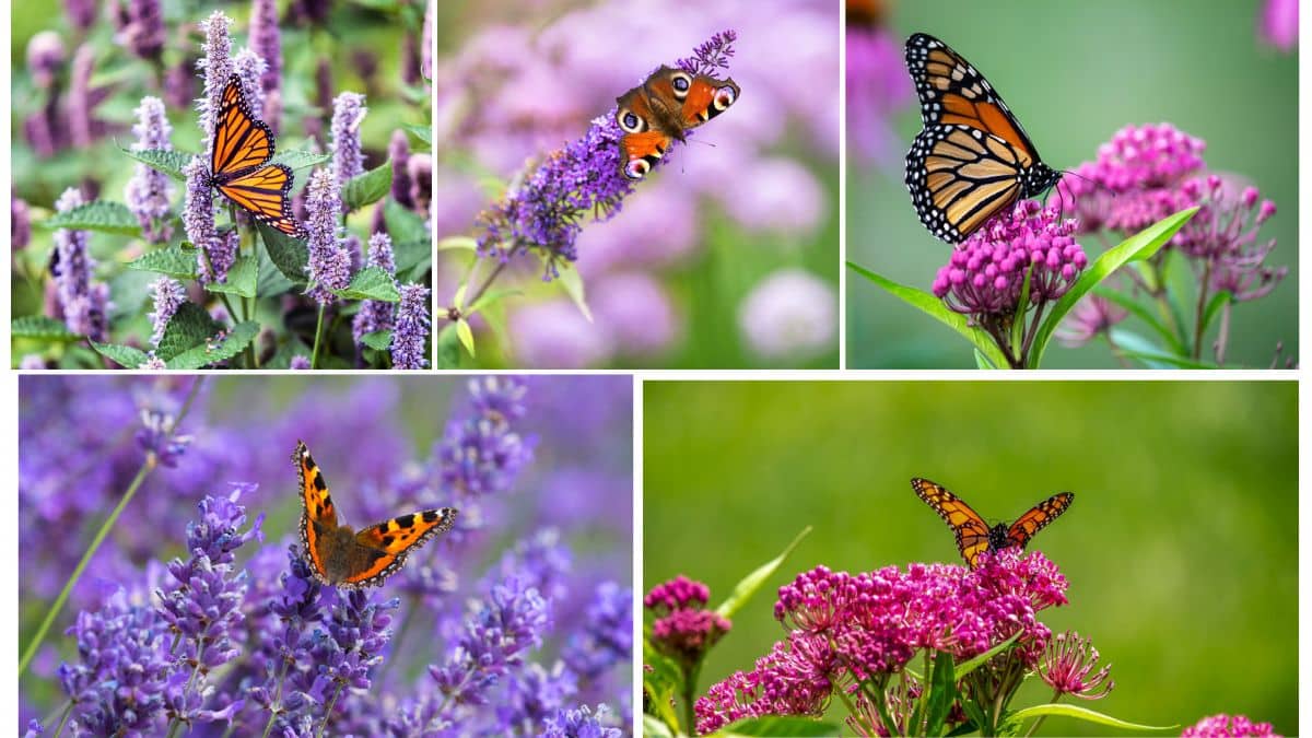 Shrubs That Attract Birds