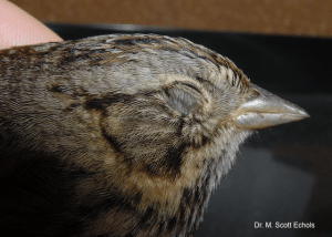 Signs of Dehydration in Birds