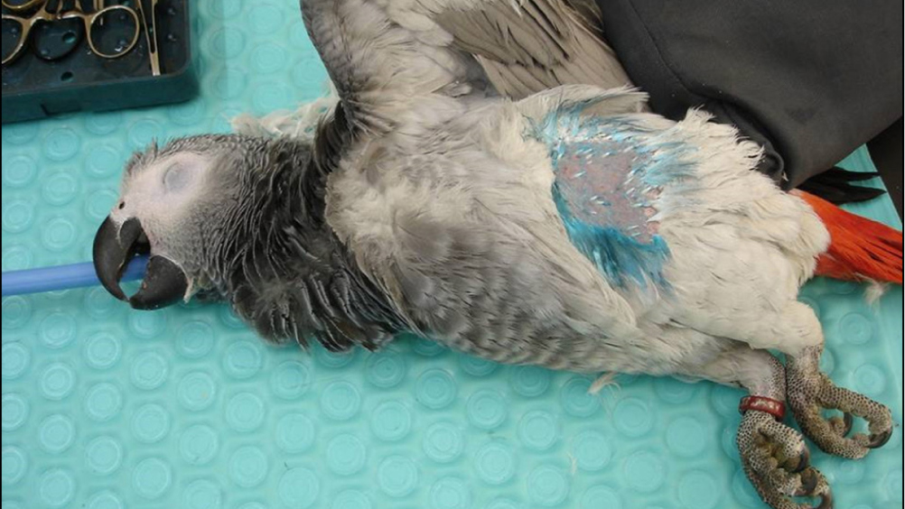 Signs of Respiratory Infection in Birds