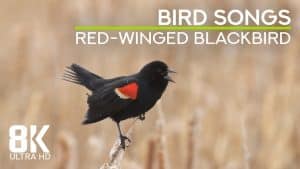 Songs That Attract Birds