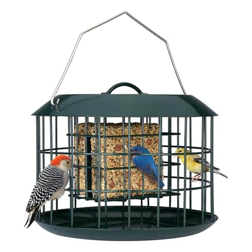Squirrel Proof Suet Bird Feeder