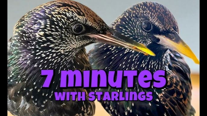 Starling Bird Call