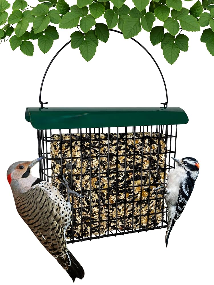 Suet Feeders to Attract Birds