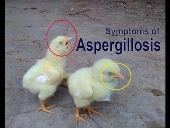 Symptoms of Aspergillosis in Birds