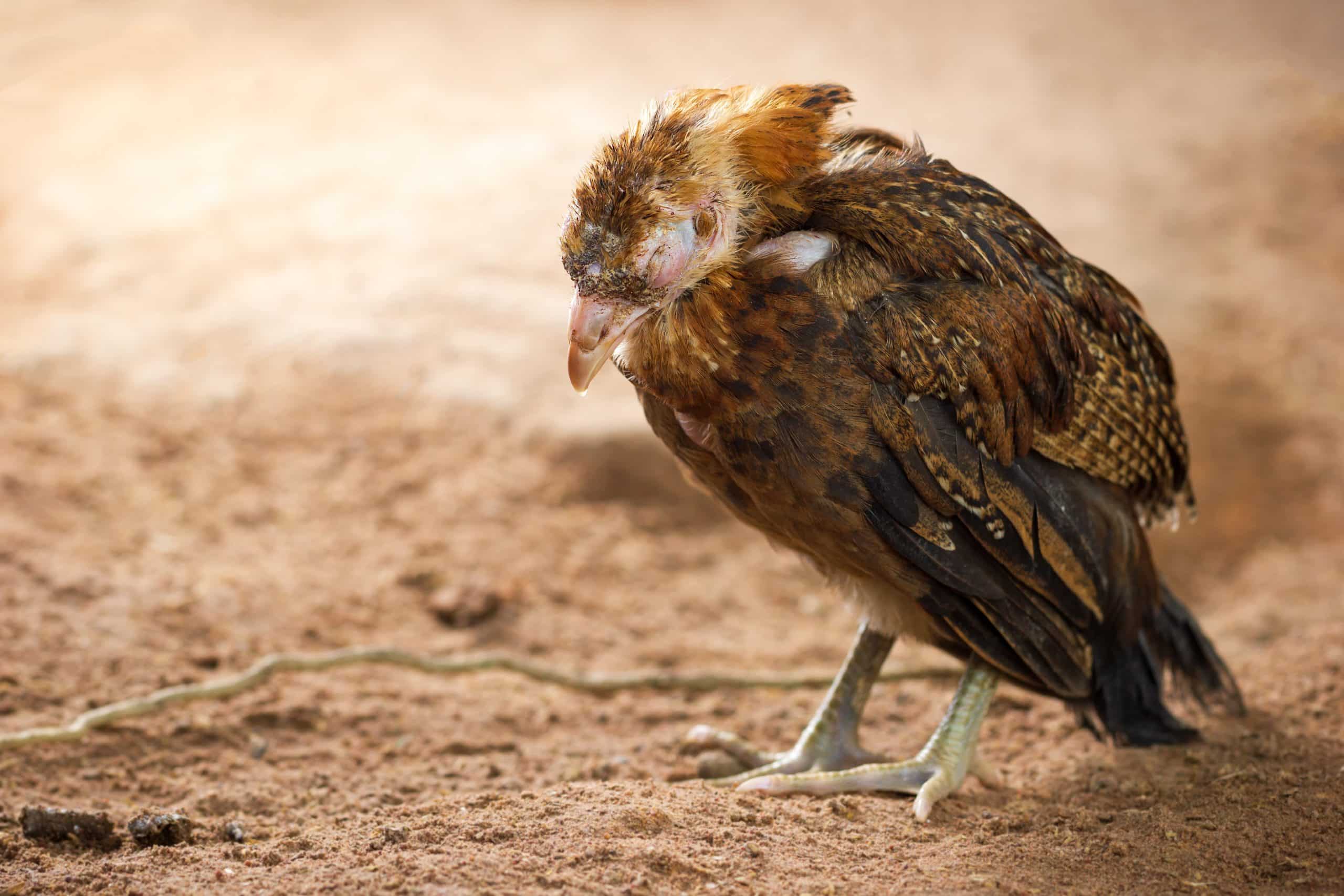 Symptoms of Coccidiosis in Birds