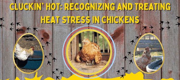 Symptoms of Heat Stress in Birds