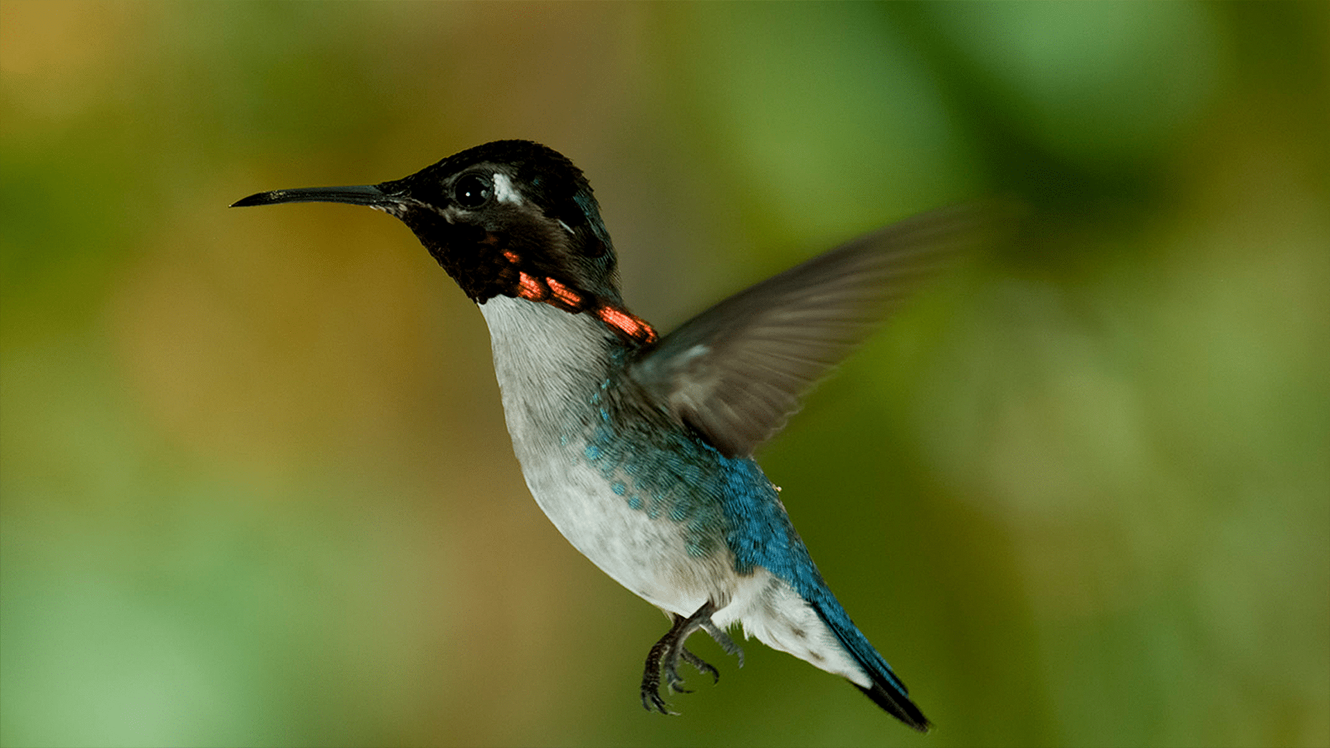 The Smallest Bird of the World