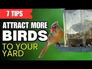 Tips for Attracting Birds