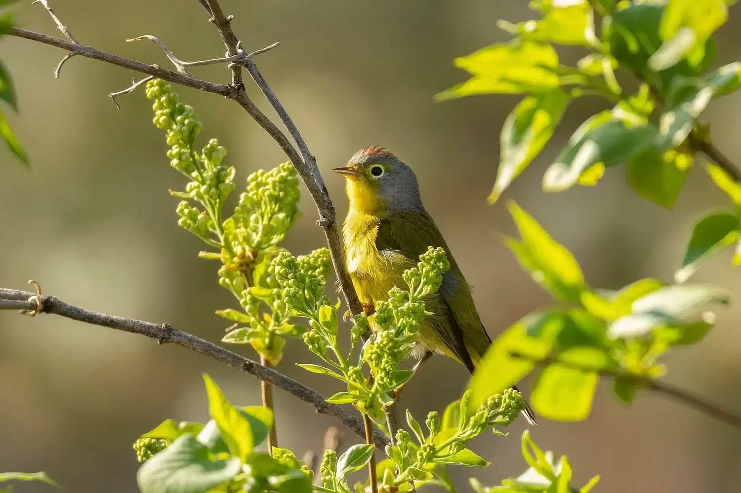 Trees That Attract Birds