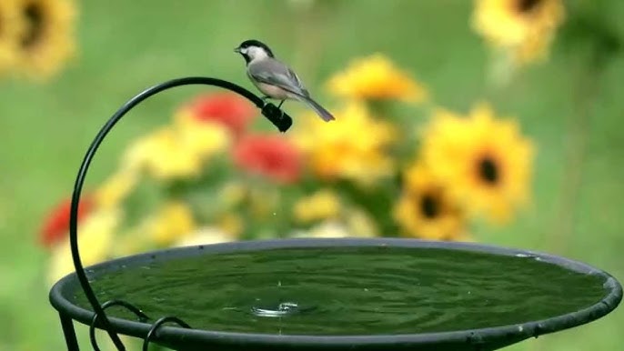 Water Drip for Bird Bath