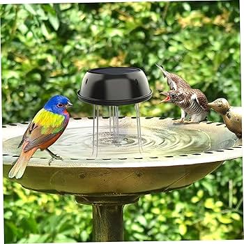 Water for Bird Bath