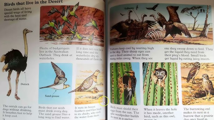 What are Desert Bird Specias