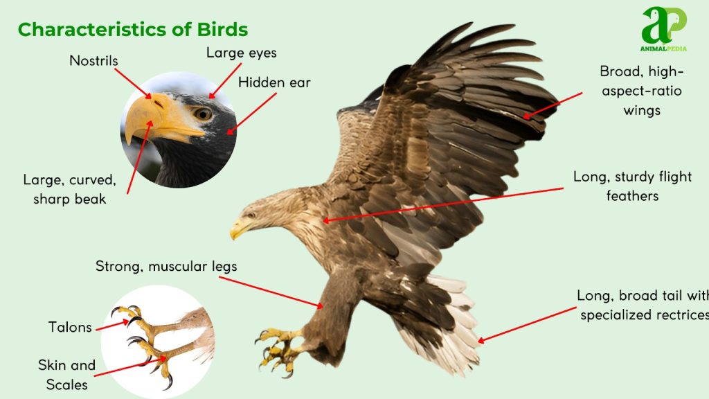 What are the Main Characteristics of a Bird