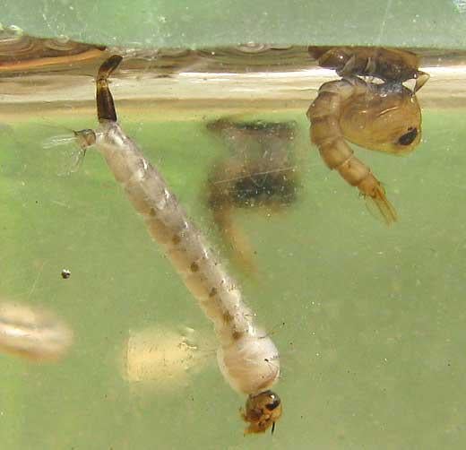 What are the Tiny Worms in My Bird Bath