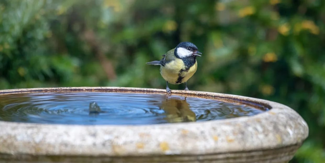What are Worm Like Things in Bird Bath