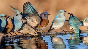 What Attracts Birds the Most