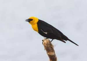 What Bird are in Wetlands