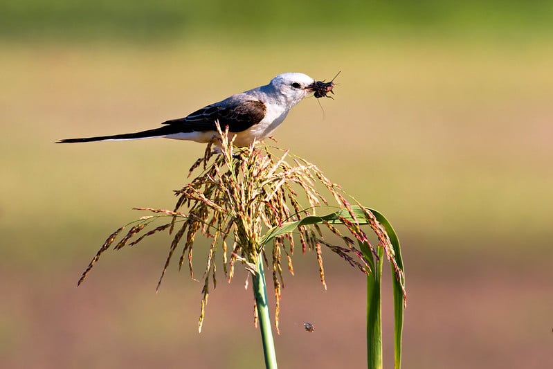 What Bird Catches Insects in Midair
