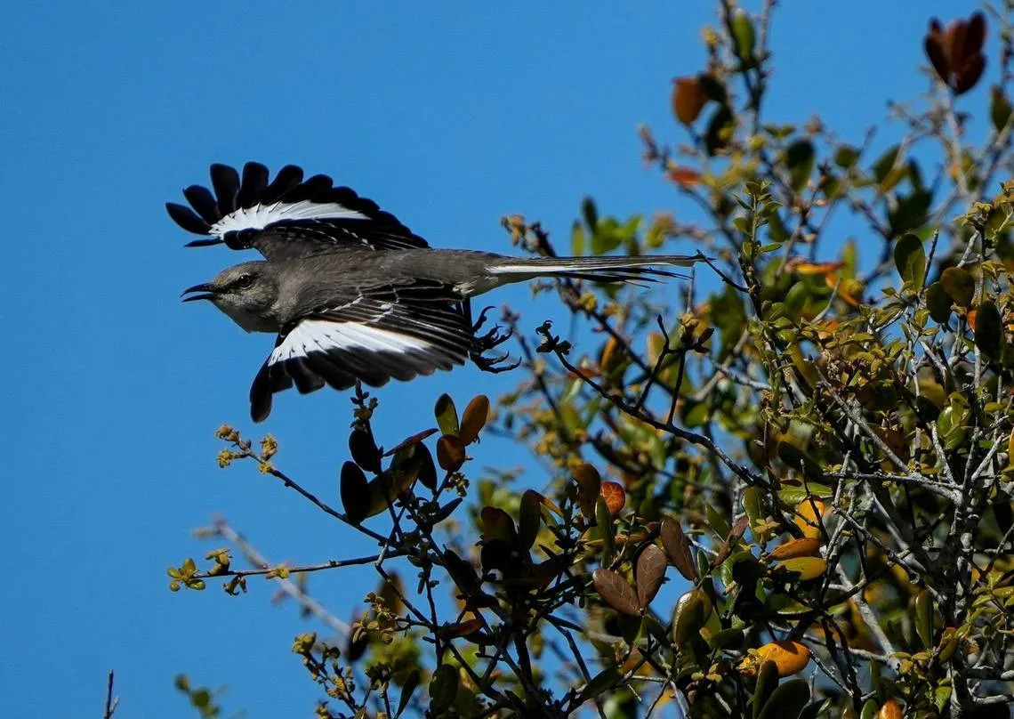 What Bird Chirps at Night in Arizona