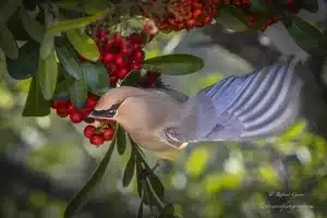 What Bird Eats Berries That Grow on Lava