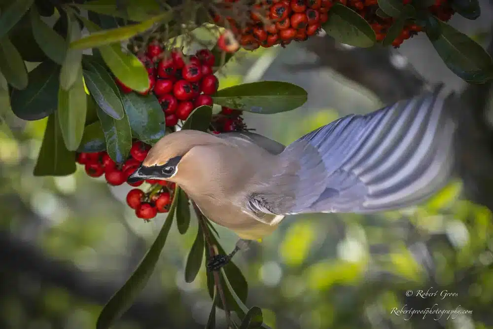 What Bird Eats Berries