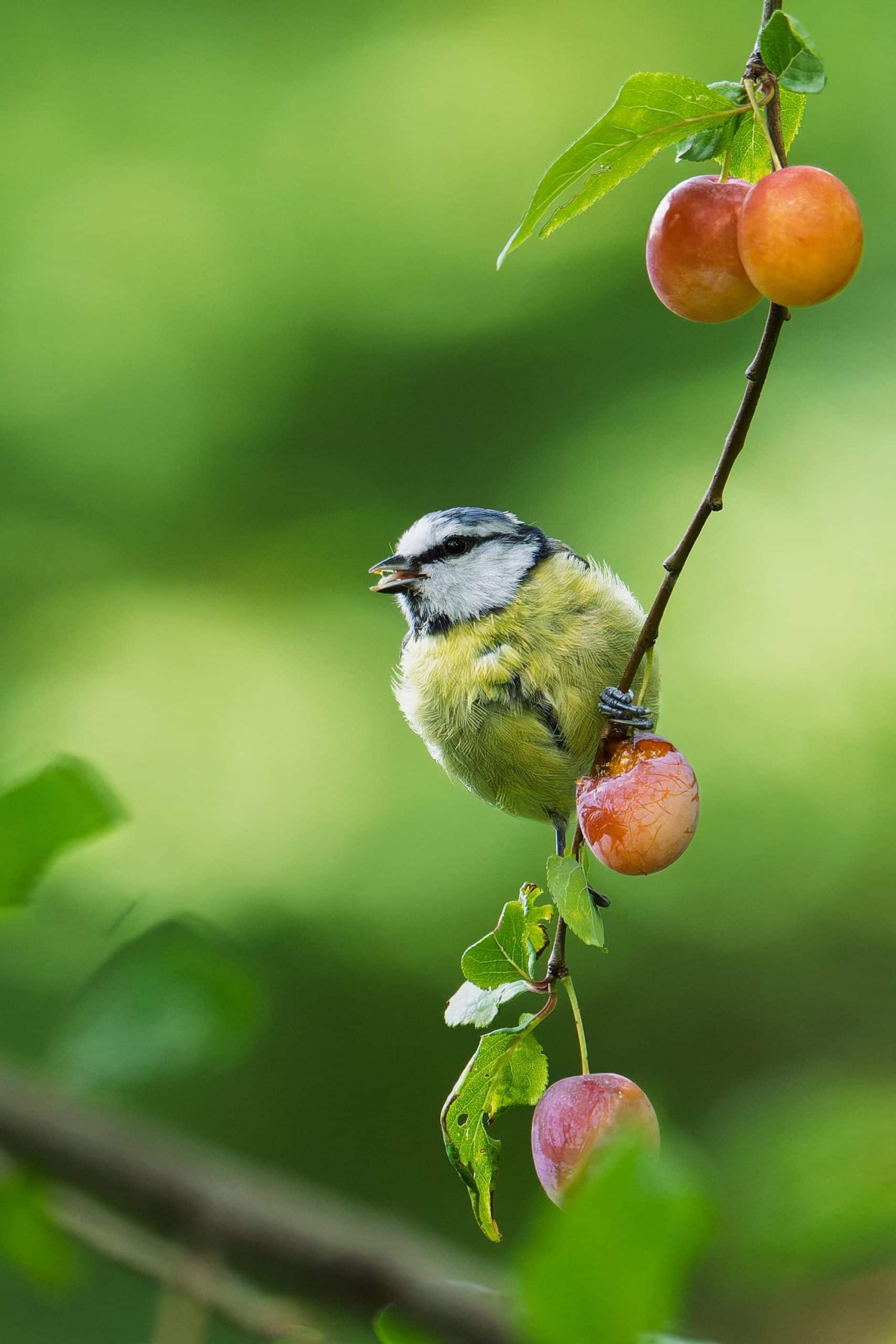What Bird Eats Cherry Fruit