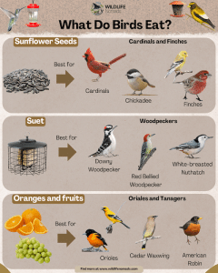 What Bird Eats Fruit And Insects