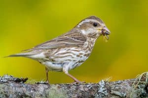 What Bird Eats Insects