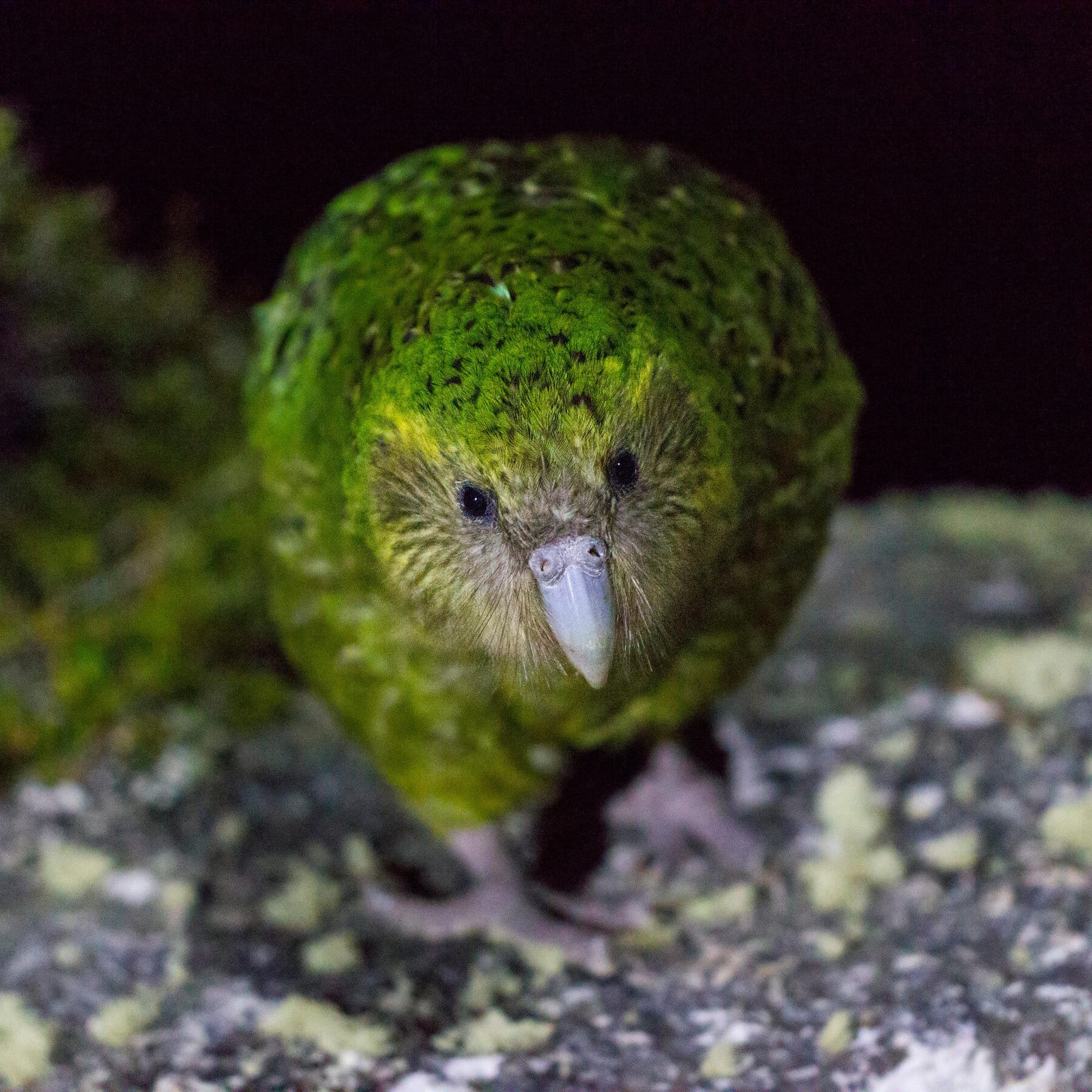 What Bird Eats Parasites