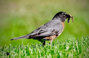 What Bird Eats Seeds And Worms